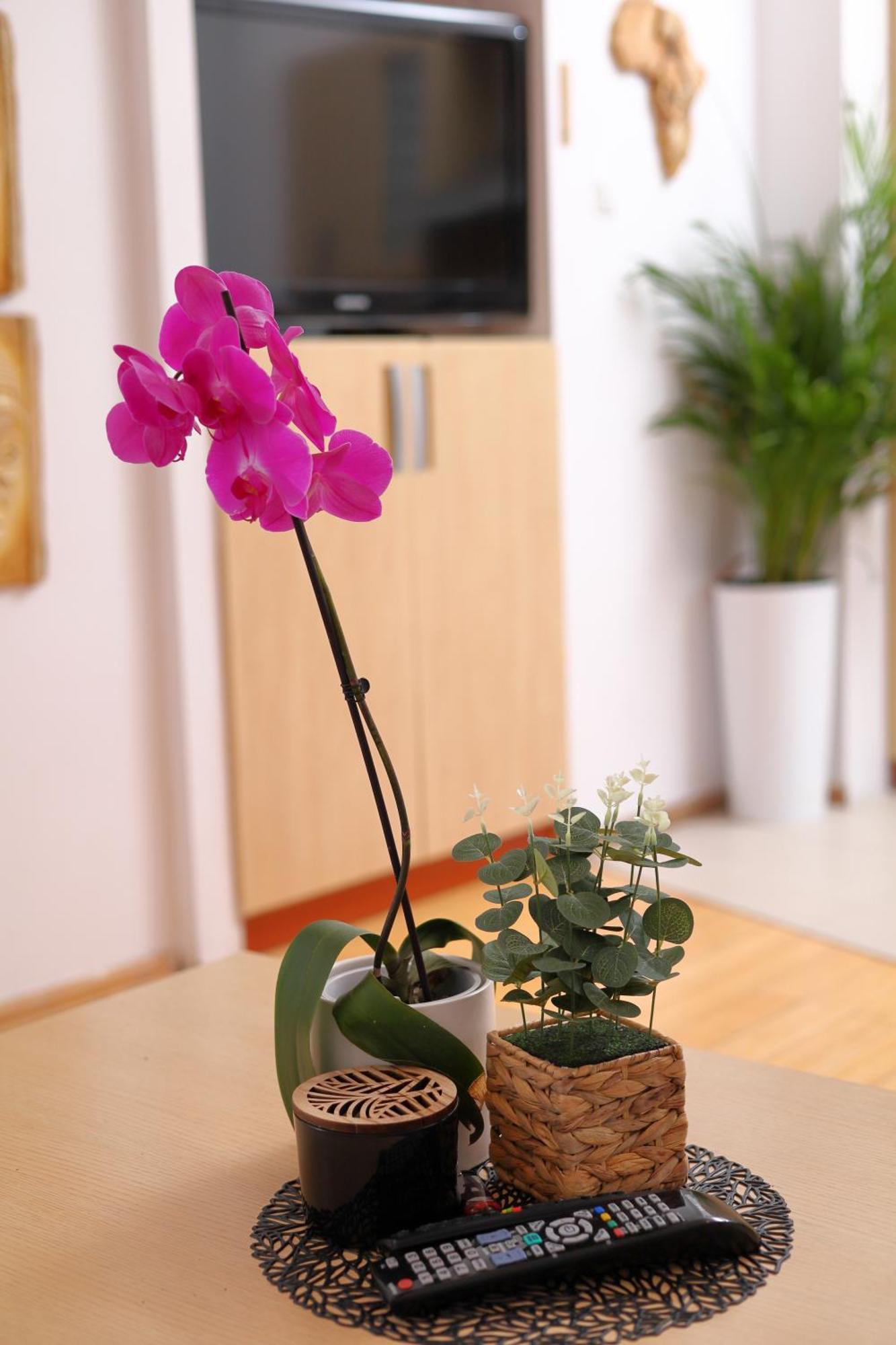 Apartament Sloneczny 5 奥普尔 外观 照片